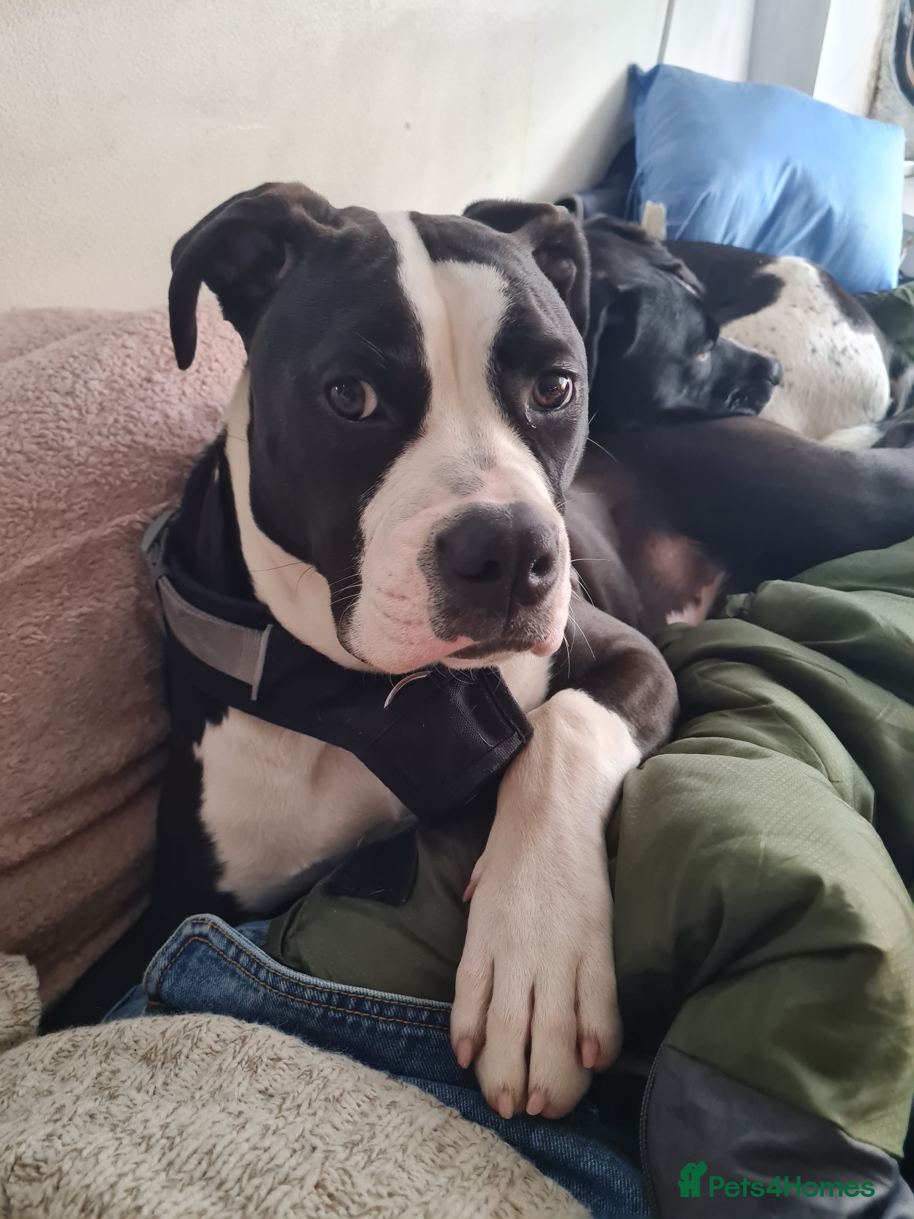 American Bully dogs American bully - Advert 5