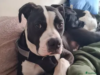 American Bully dogs American bully - Advert 3