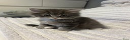 Mixed Breed cats for sale: Mixed breed - Advert 14