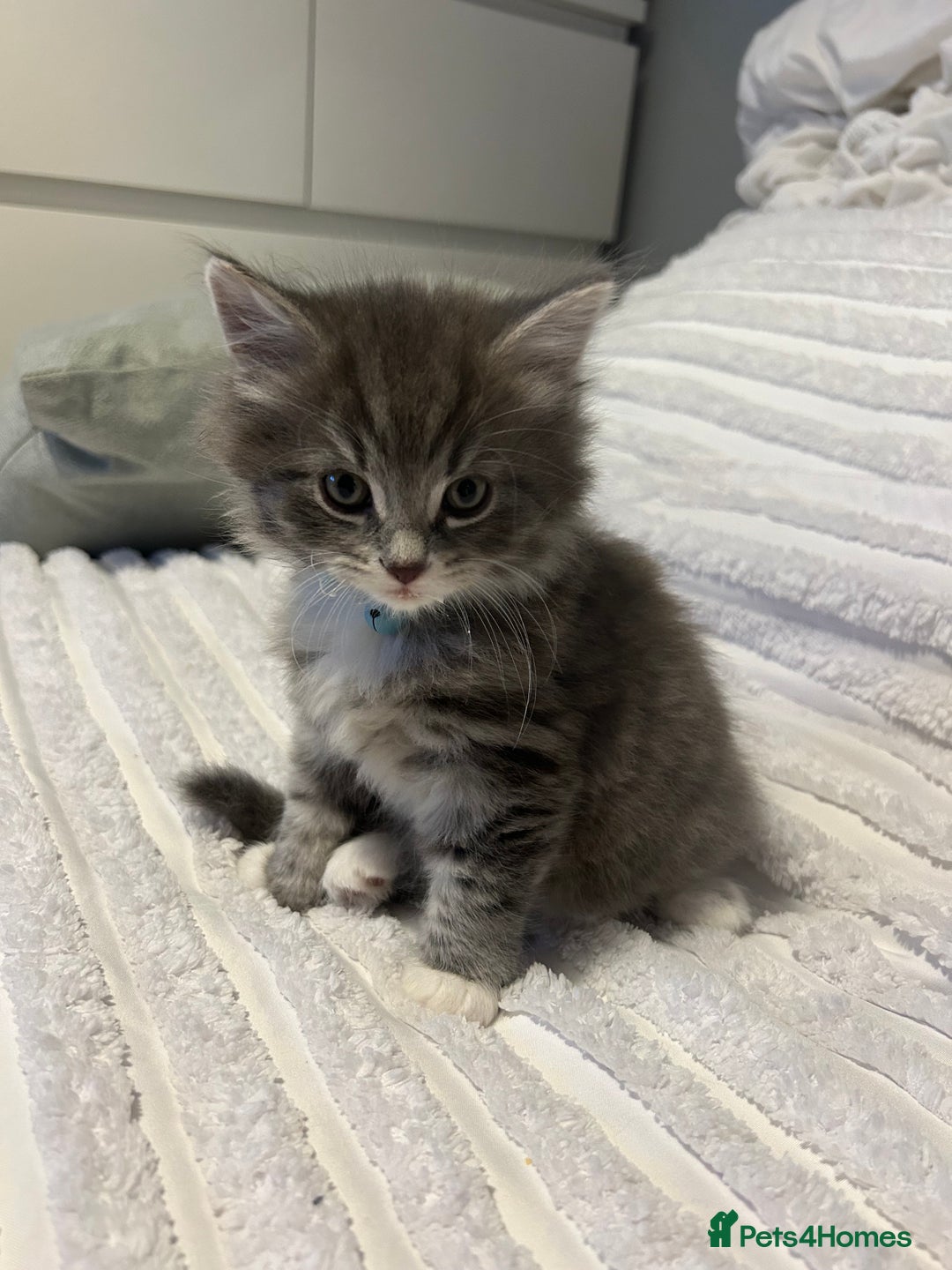 Mixed Breed cats for sale: Mixed breed - Advert 14