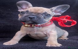French Bulldog dogs for sale: French Bulldogs Ready to Leave  - Image 11