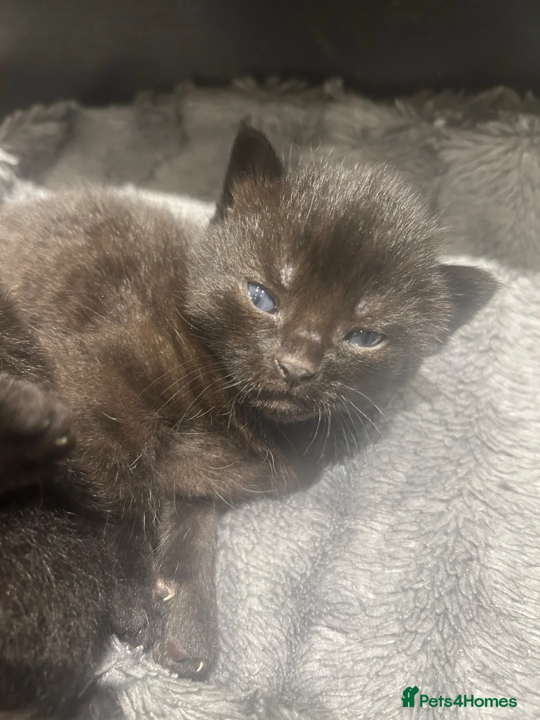 Mixed Breed cats for sale: 5 Fluffy shadow black kittens - Advert 6