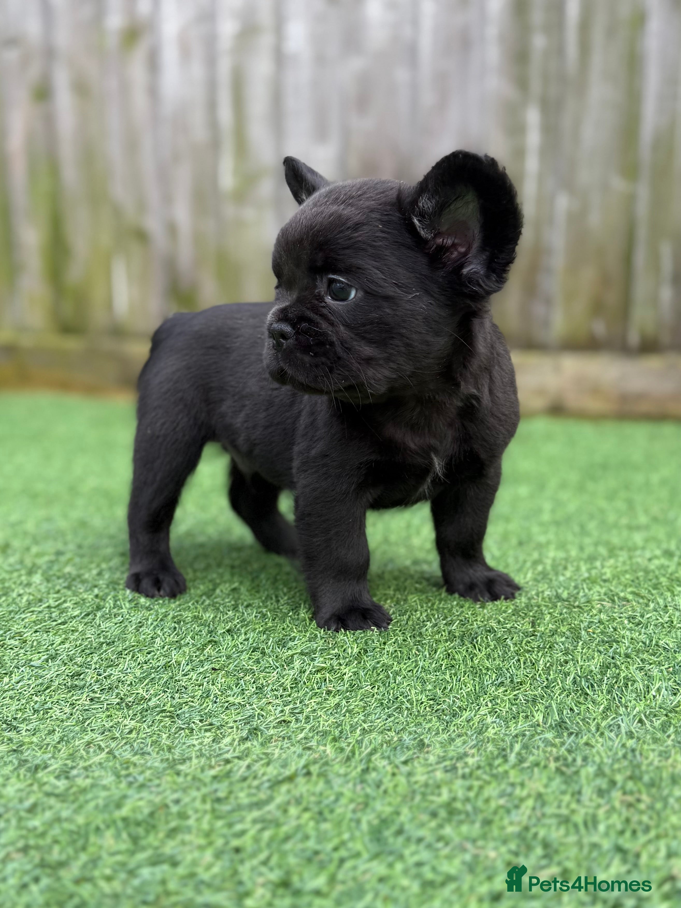French Bulldog dogs 3 Full Fluffy Boys  - Advert 1