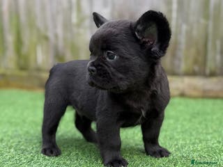 French Bulldog dogs 3 Full Fluffy Boys - Advert 1
