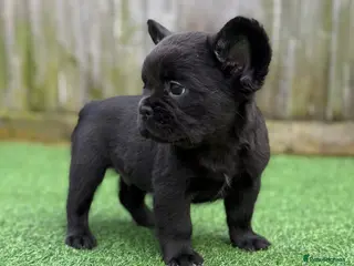 French Bulldog dogs 3 Full Fluffy Boys Ready To Leave 🏡 - Advert 7