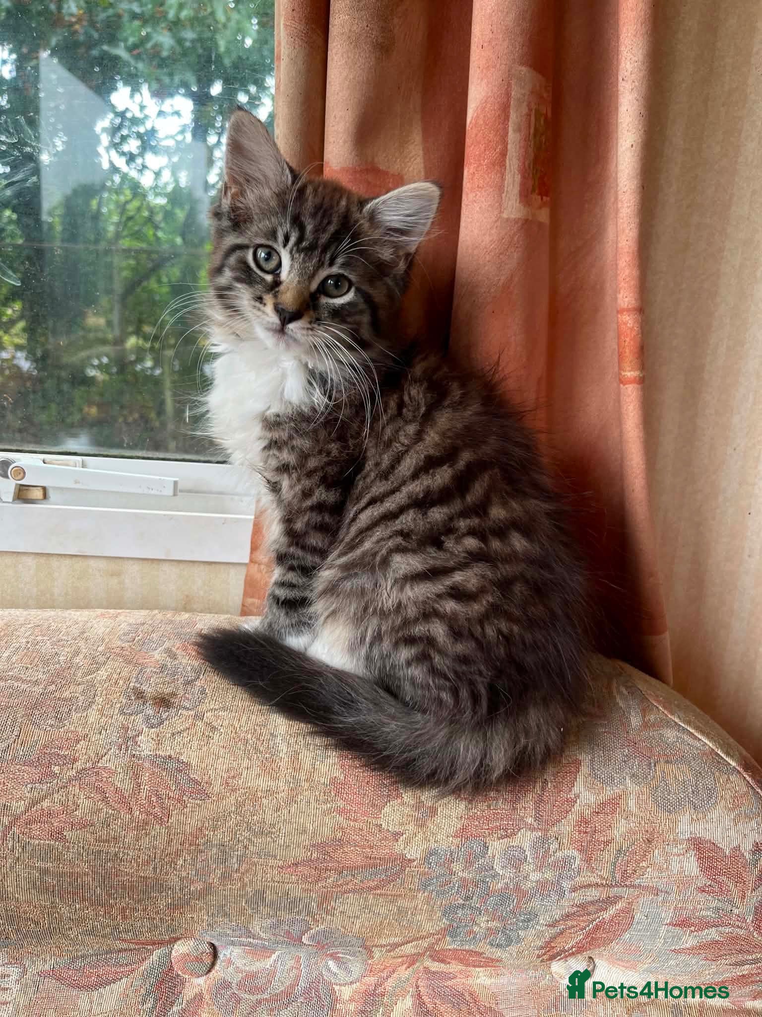 Siberian cats Beautiful Siberian cross kittens  - Advert 6