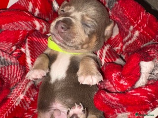 Chiweenie dogs for sale - Advert 1