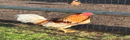 Chickens poultry for sale: Handsome cockerel - Advert 2