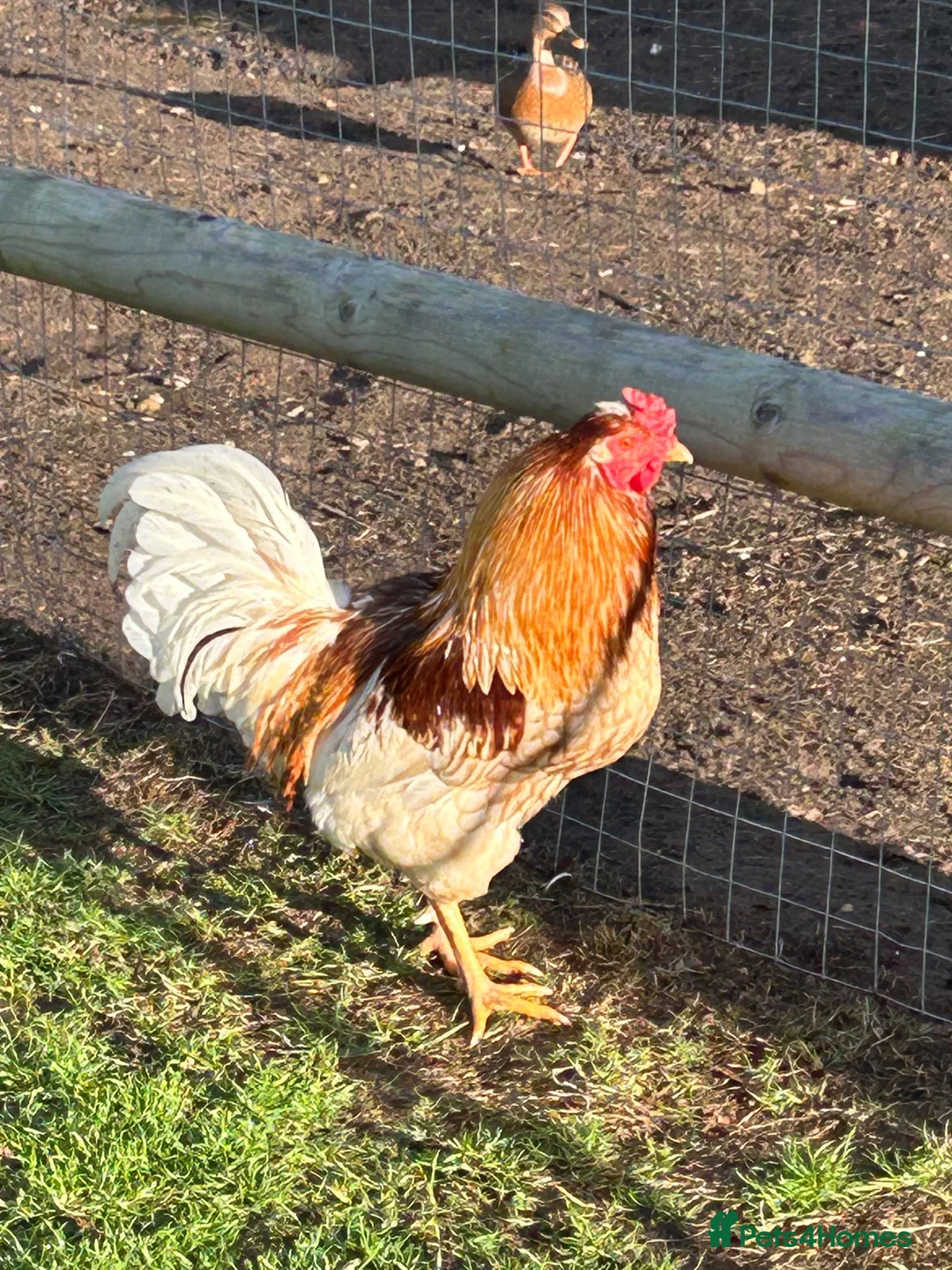 Chickens poultry for sale: Handsome cockerel - Advert 2