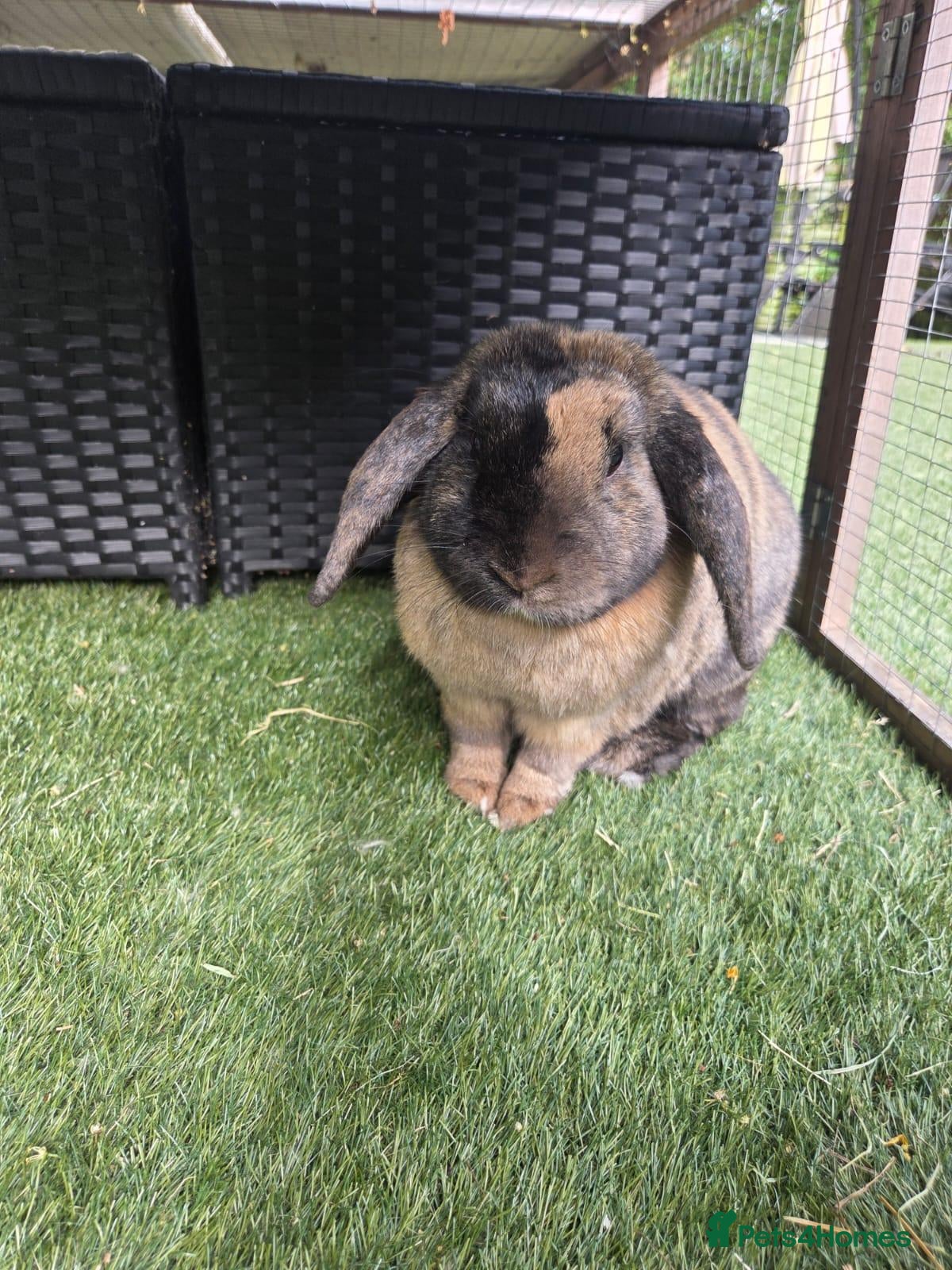 Mini Lop rabbits 2 female mini lops - Advert 1