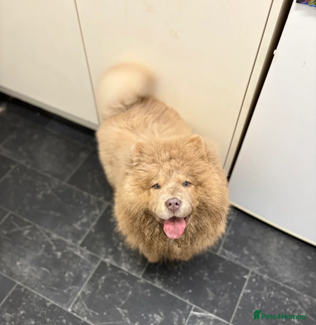 Chow Chow dogs for sale: Lesley Chow  - Advert 15