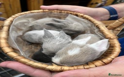 Mini Lop rabbits for sale: Autumn babies - Image 5