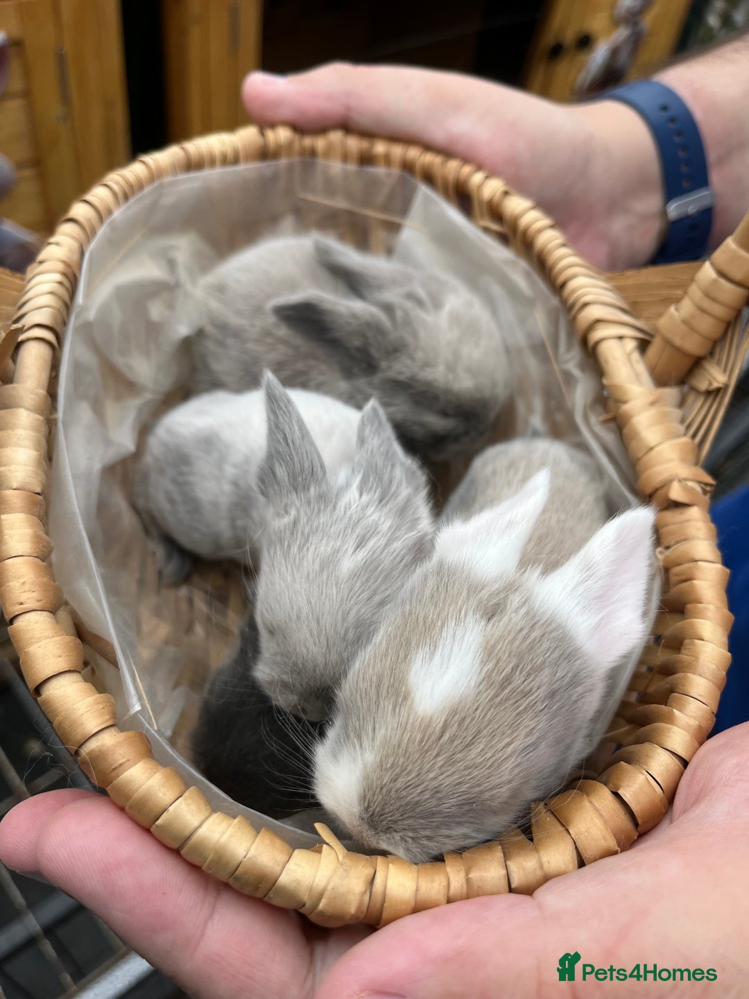Mini Lop rabbits for sale: Autumn babies - Image 5