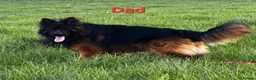 German Shepherd dogs for sale: KC, DM clear, health tested, German Shepherds  - Advert 11