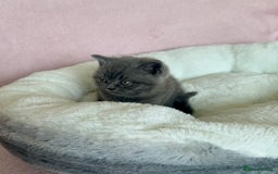 British Shorthair cats for sale: British shorthair kitten  - Image 10