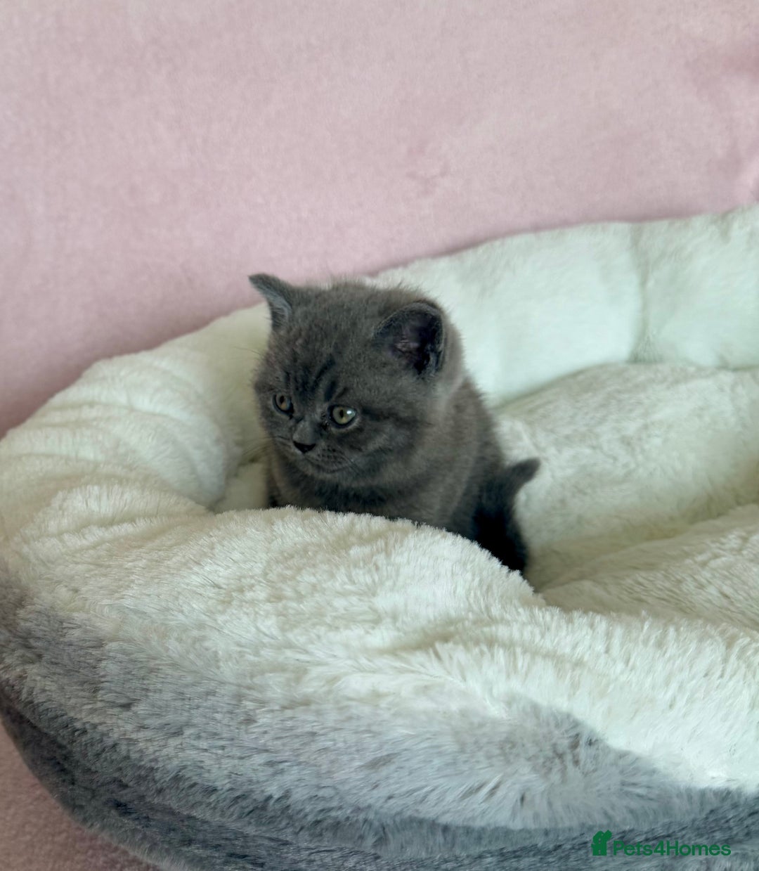 British Shorthair cats for sale: British shorthair kitten  - Image 10