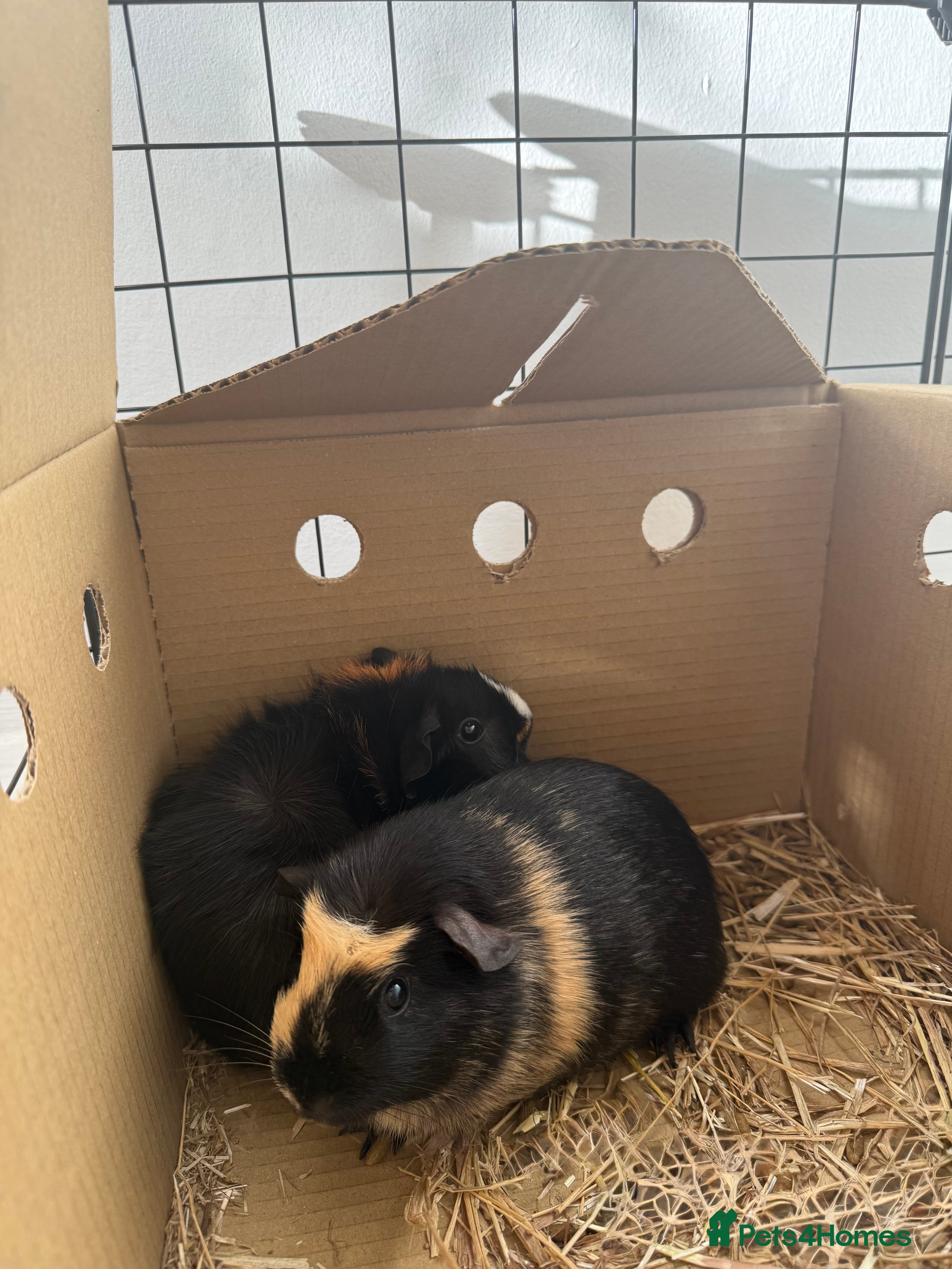 Guinea Pig rodents 2 female 8 week old guinea pigs  - Advert 2