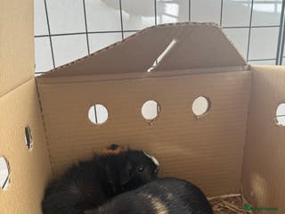 Guinea Pig rodents 2 female 8 week old guinea pigs - Advert 16