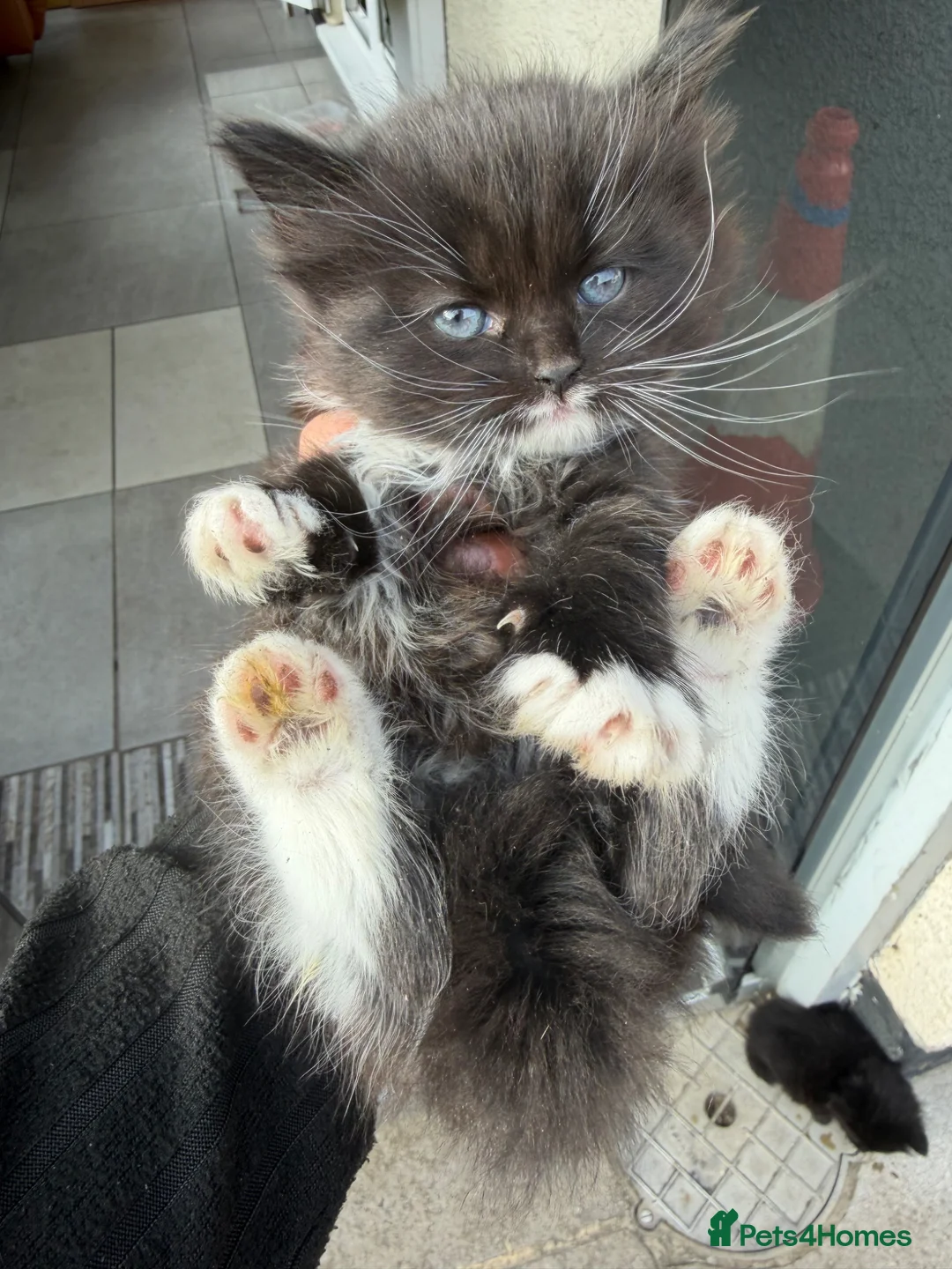 Mixed Breed cats for sale: 3 male kittens available  - Advert 4