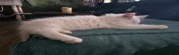 Maine Coon cats for sale: Two Beautiful Maine coons  - Advert 6