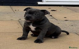 Staffordshire Bull Terrier dogs for sale: Purebred Staffordshire bull terrier puppies - Image 6