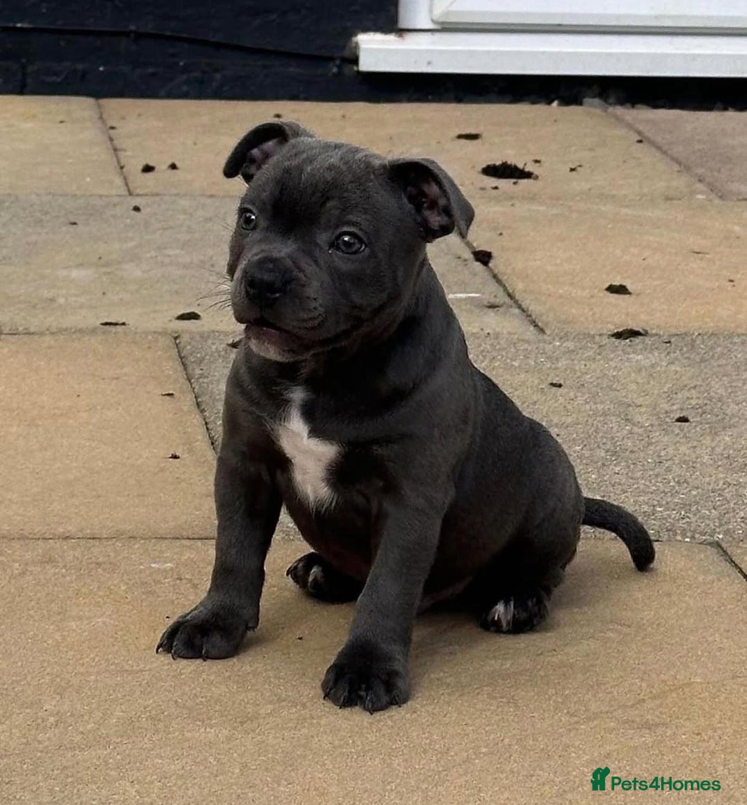 Staffordshire Bull Terrier dogs for sale: Purebred Staffordshire bull terrier puppies - Image 6