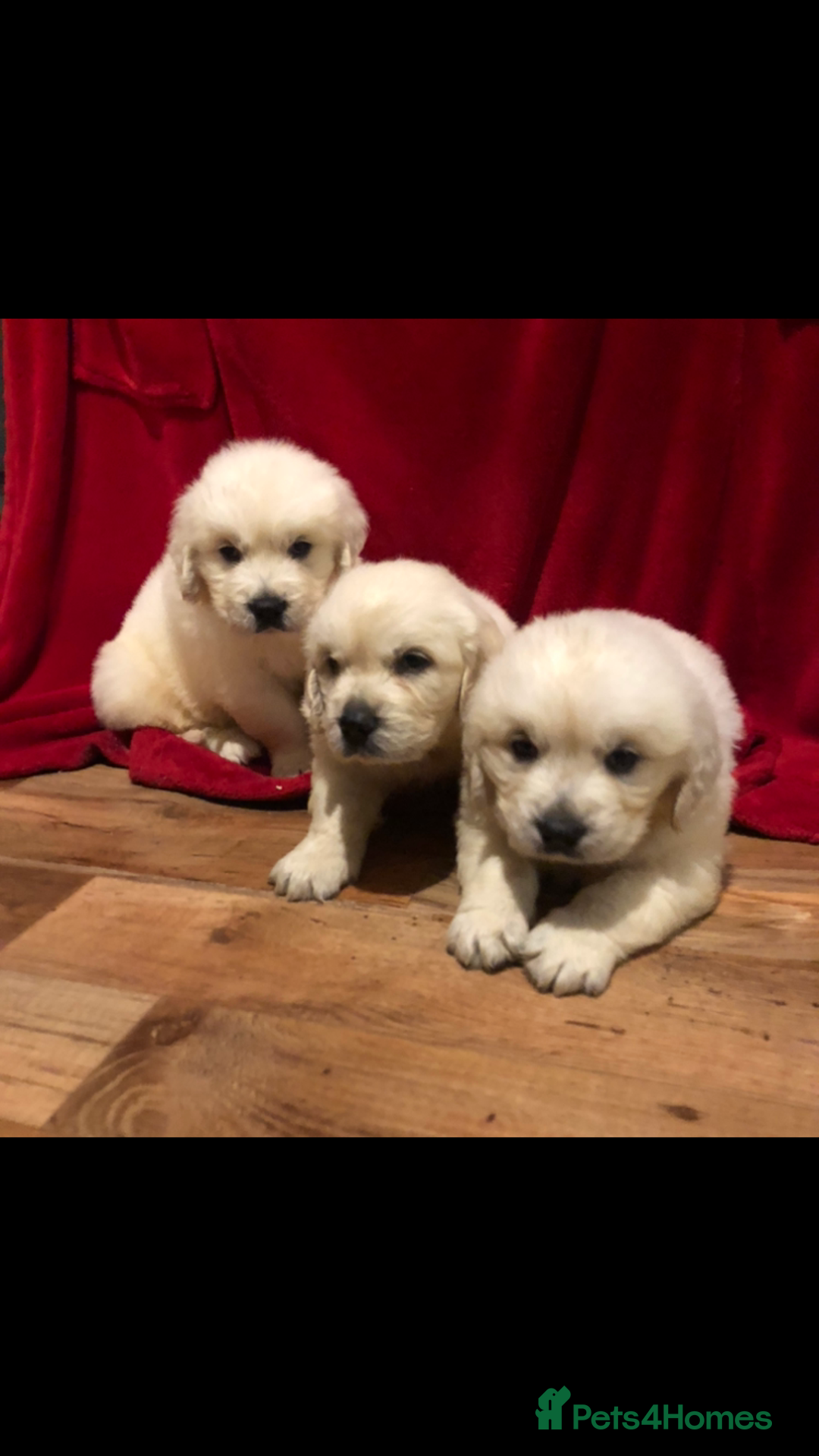 Golden Retriever dogs for sale: Show quality golden retriever puppies  - Advert 1