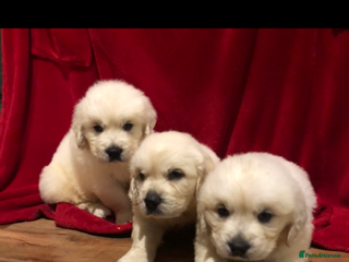 Golden Retriever dogs Show quality golden retriever puppies - Advert 1
