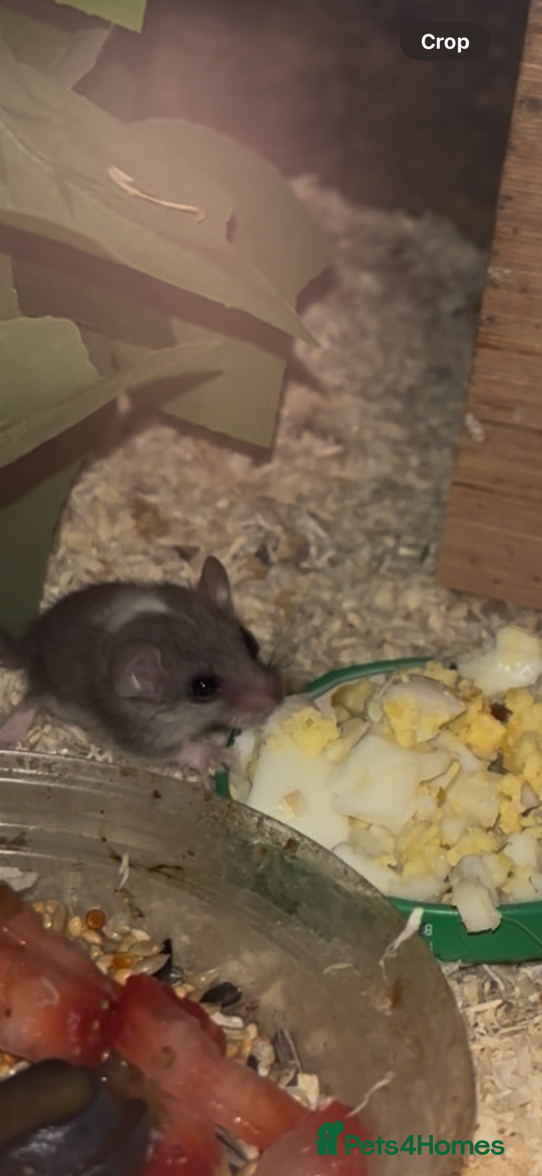 Mouse rodents for sale: African Pygmy Dormice - Advert 2