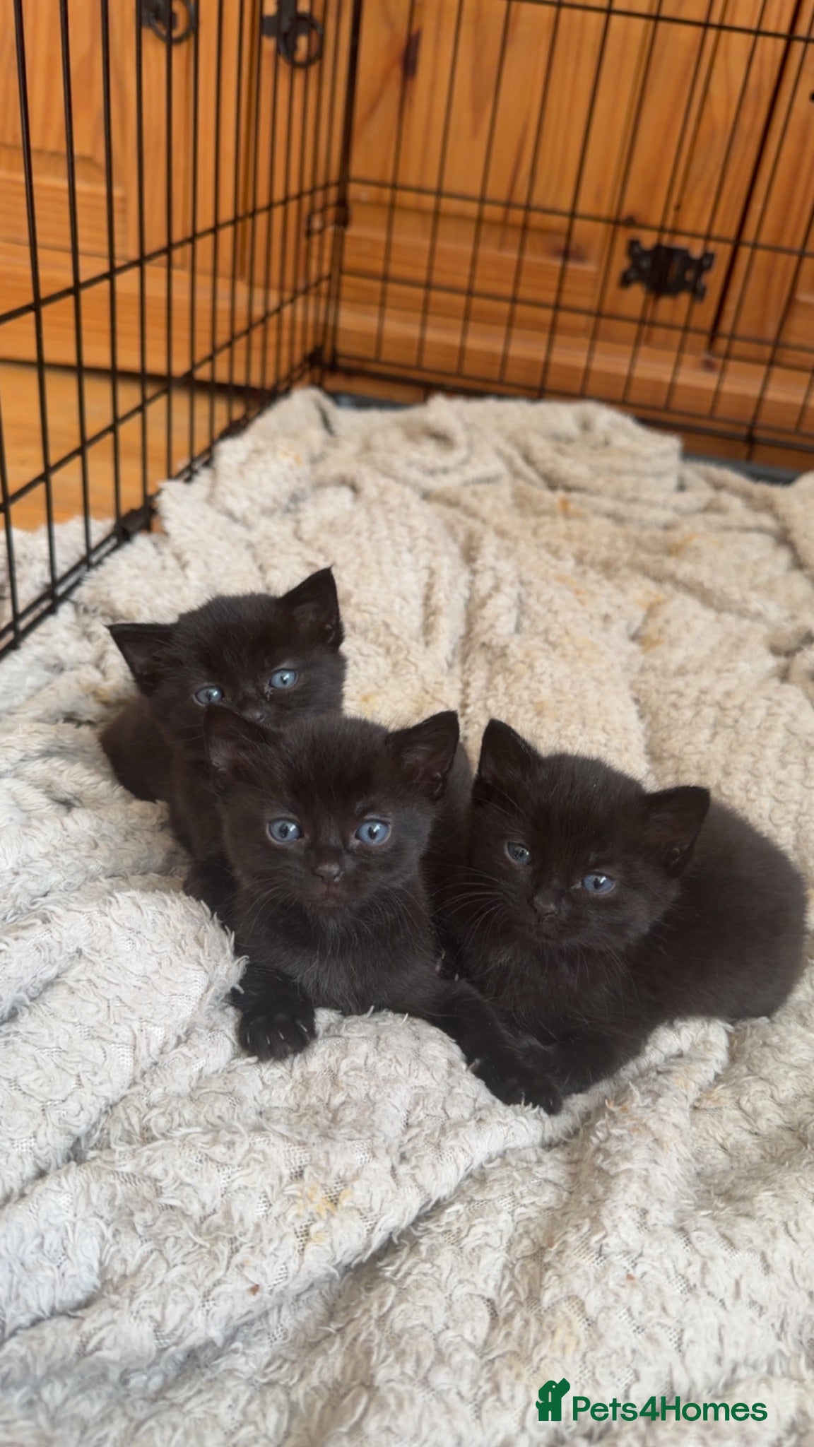 Domestic Shorthair cats 3 beautiful kittens  - Advert 1