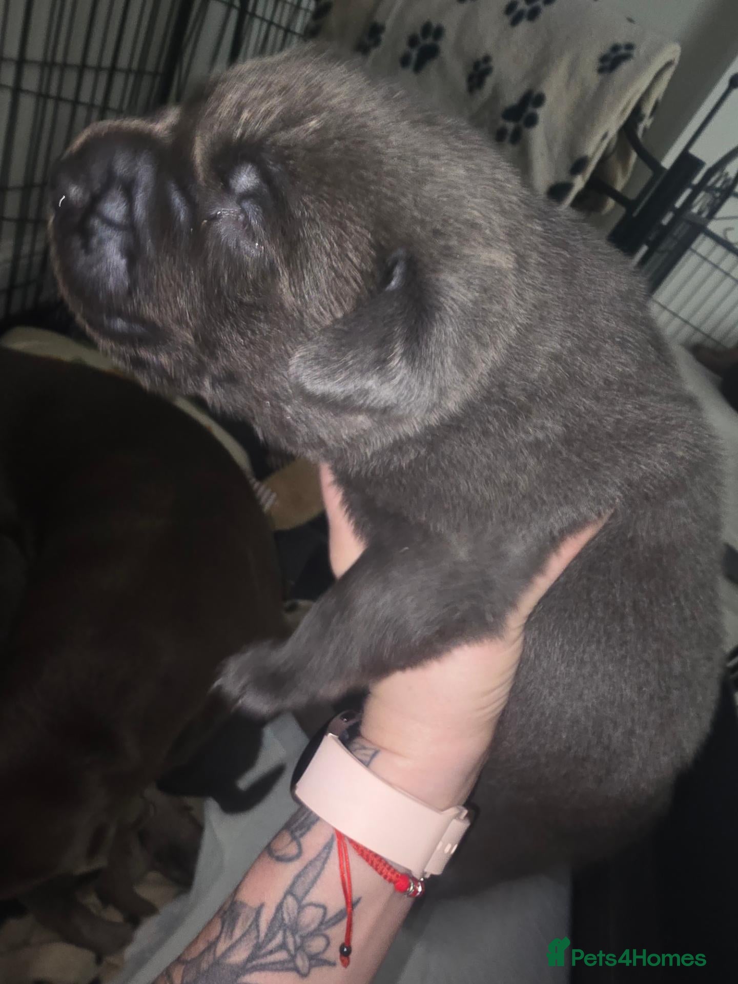 Labrador Retriever dogs 🐾 SILVER & CHARCOAL LABR RETRIEVER   - Advert 2
