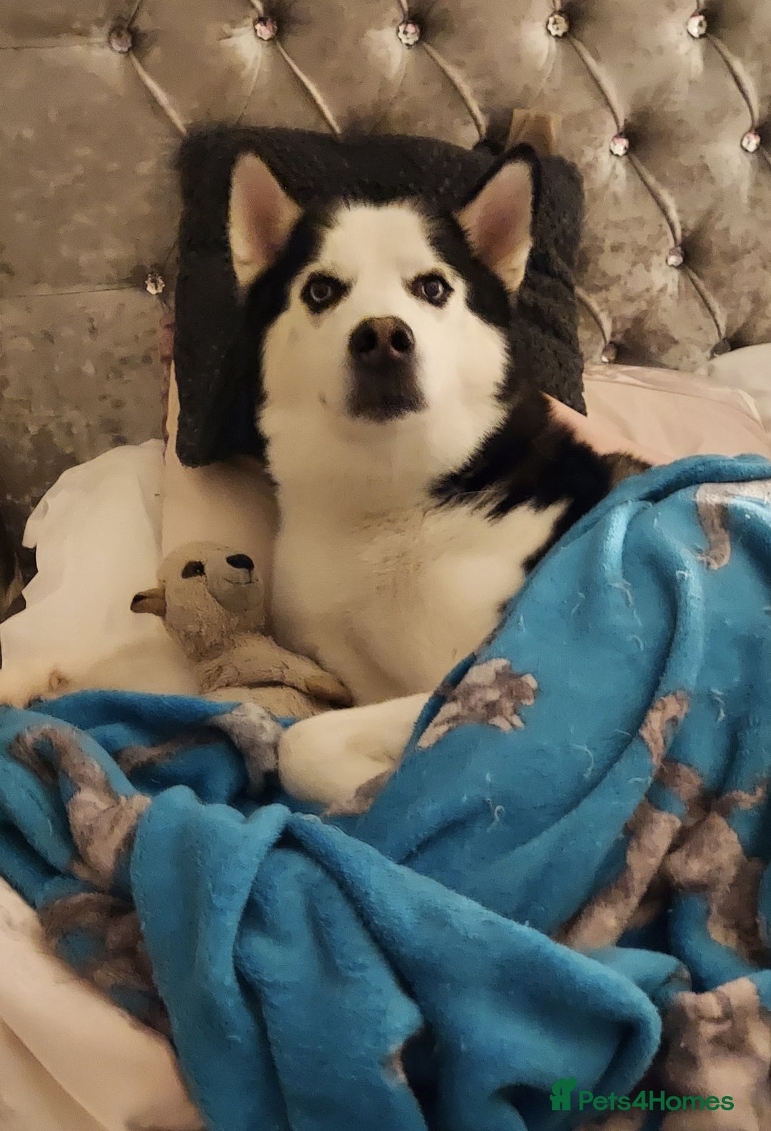 Siberian Husky dogs for stud: Siberian Husky for Stud in Glasgow - Image 6