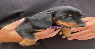 Miniature Dachshund dogs - Advert 7