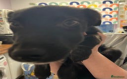 Mixed Breed dogs for sale: Collie cross pups  - Advert 15