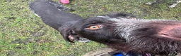 German Wirehaired Pointer dogs for adoption: Young German Wirehaired Pointer in Bolton - Advert 9