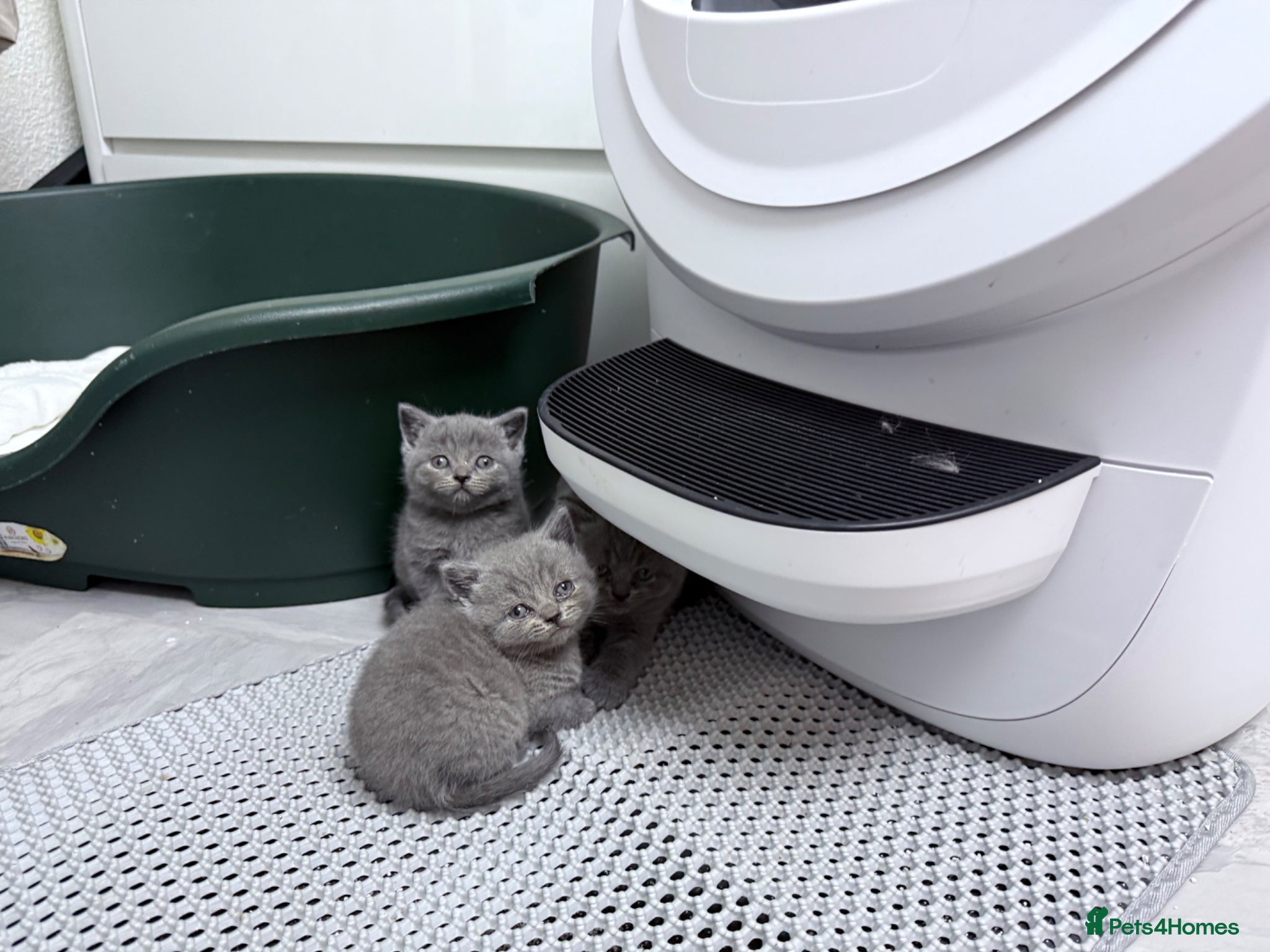 British Shorthair cats British Shorthair Kittens - Advert 4