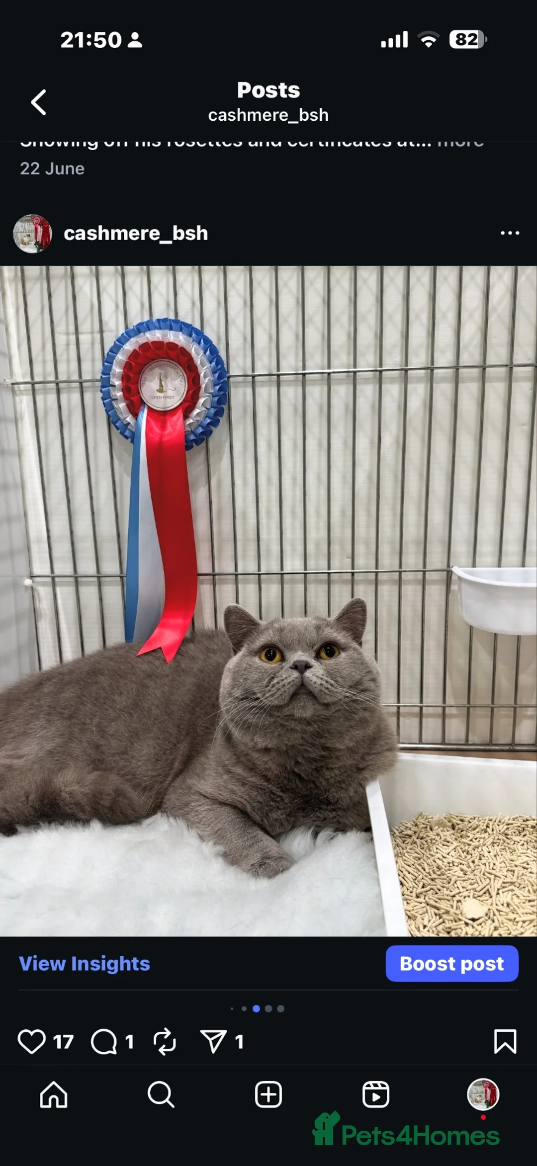 British Shorthair cats for stud: Bexivia Hugo Champion lines at STUD ONLY!  - Advert 2