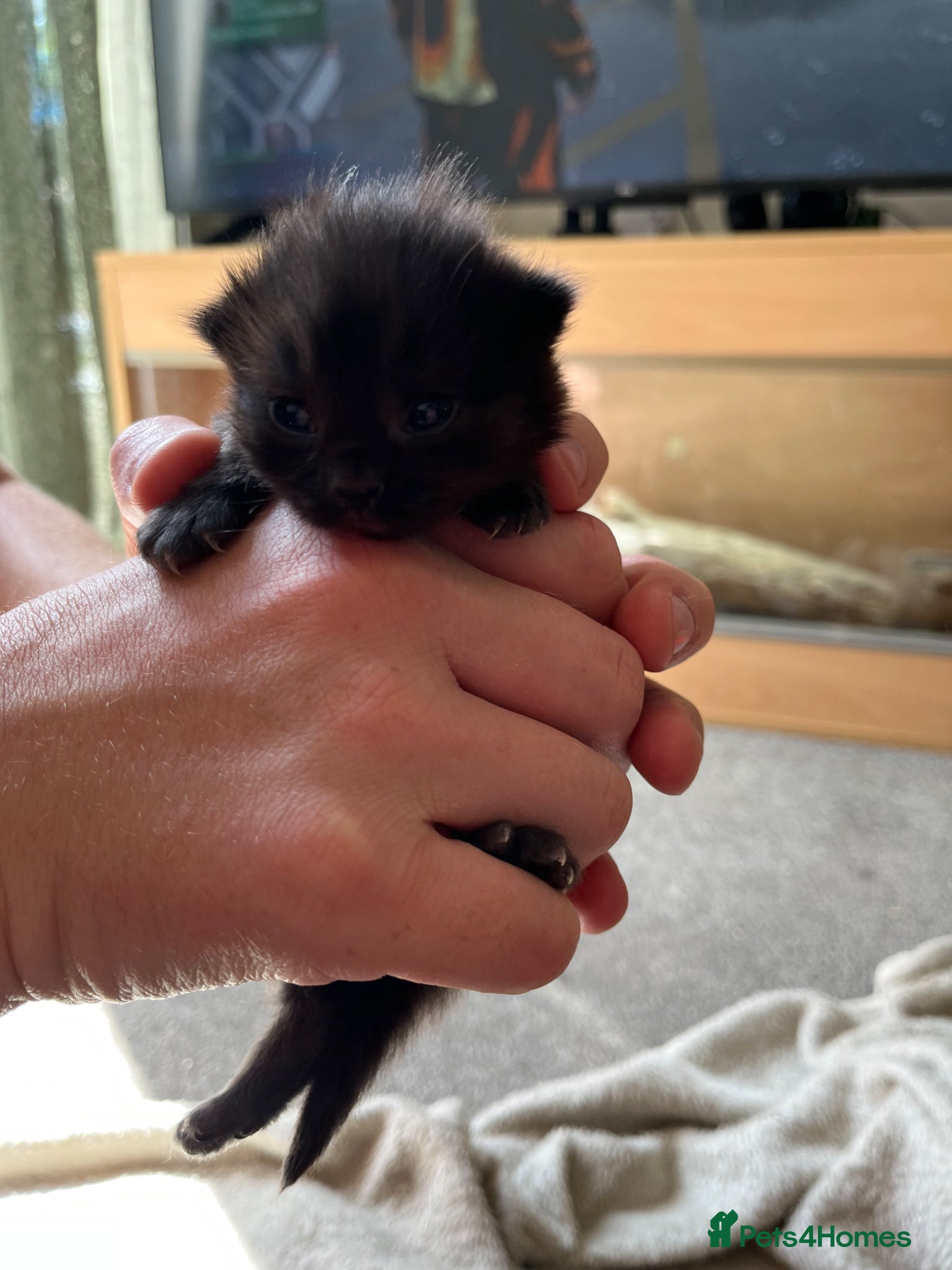 Mixed Breed cats for sale: Mainecoon Mixed Breed Kittens  - Advert 7