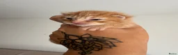 Mixed Breed cats for sale: 2 Orange boys  - Advert 7