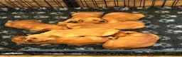 Golden Retriever dogs for sale: 🌟DNA clear, super dark, golden puppies 🌟 - Advert 3