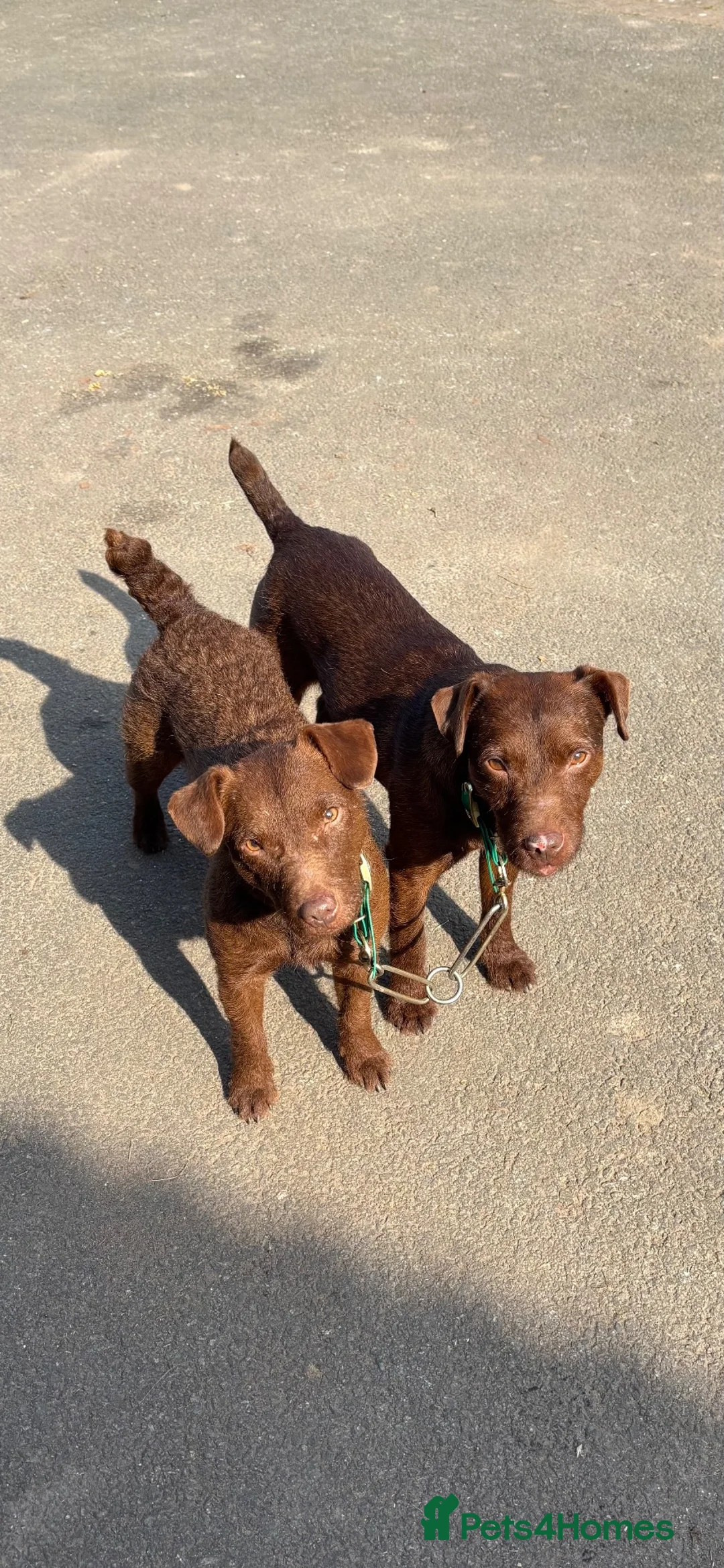 Patterdale Terrier dogs for stud: Patterdale Dog - Advert 6
