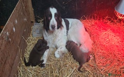 Newfoundland dogs for sale: Beautiful newfoundland puppys - Advert 4