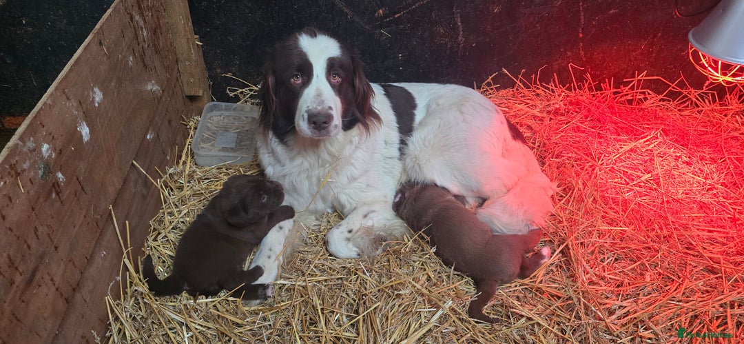 Newfoundland dogs for sale: Beautiful newfoundland puppys - Advert 4