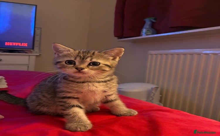 British Shorthair cats - Advert 11