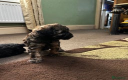 Toy Poodle dogs for sale: Beautiful Toy Poodle Puppies - Image 9
