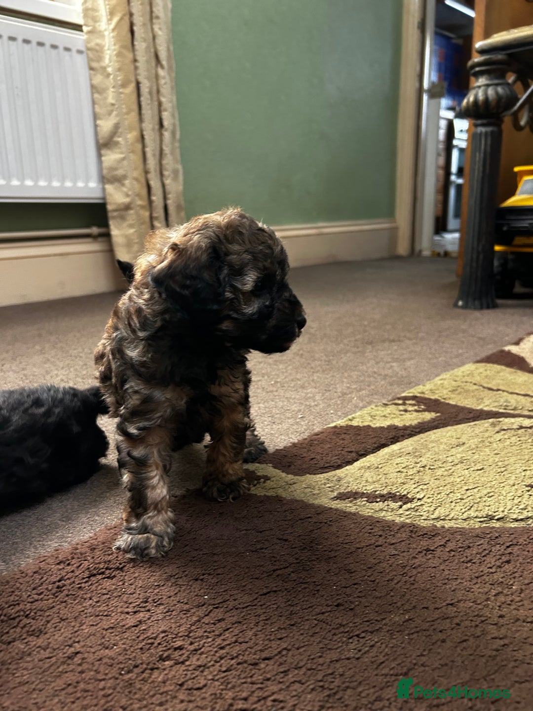 Toy Poodle dogs for sale: Beautiful Toy Poodle Puppies - Image 9
