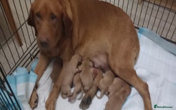 Labrador Retriever dogs for sale: KC REG FOX RED LABRADOR PUPPIES - Advert 1