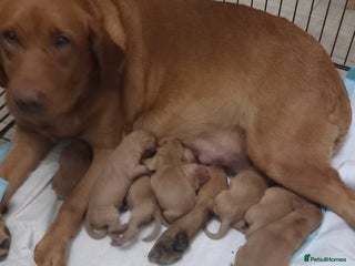 Labrador Retriever dogs for sale: KC REG FOX RED LABRADOR PUPPIES - Advert 1