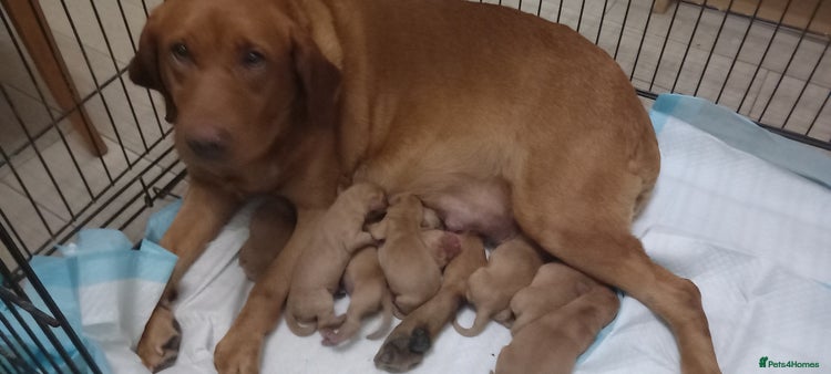 Labrador Retriever dogs KC REG FOX RED LABRADOR PUPPIES - Advert 1