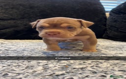 American Bully dogs for sale: Stunning pocket bullie’s  - Image 21